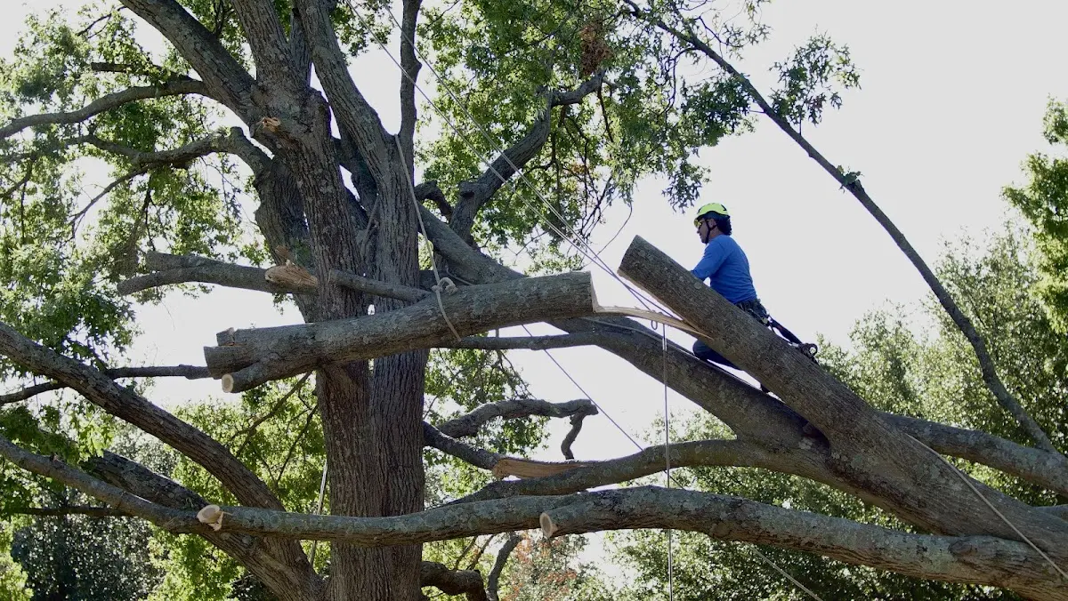Professional Hazardous Tree Removal performed by certified arborists in Paris